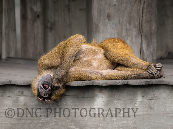 Baboon