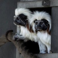 Cotton Top Tamarins