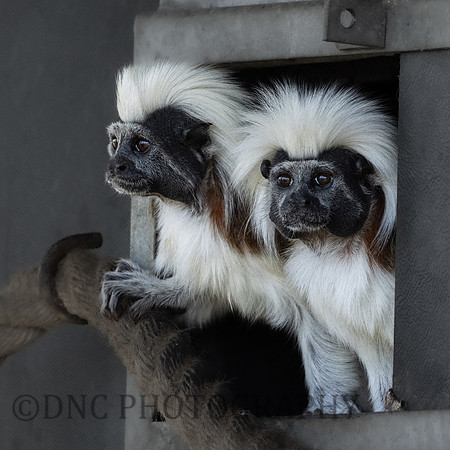 Cotton Top Tamarins