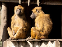 Baboons