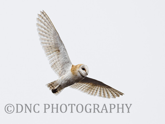 Barn Owl Hatfield Moors 22.02.2021