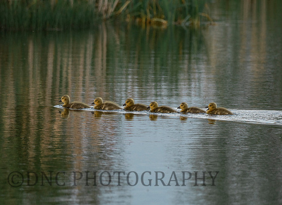 Goslings Gatewood Lane 17th May 2020