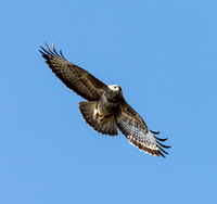 Buzzard Gate wood lane Doncaster 15/04/2020