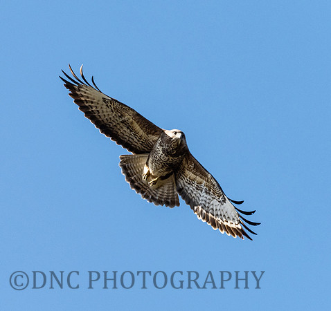 Buzzard Gate wood lane Doncaster 15/04/2020