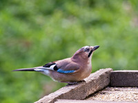 Jay