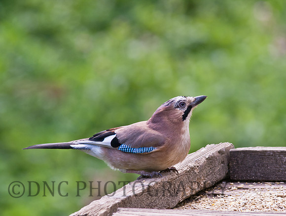 Jay