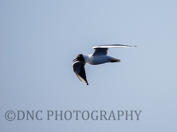 Black headed gull