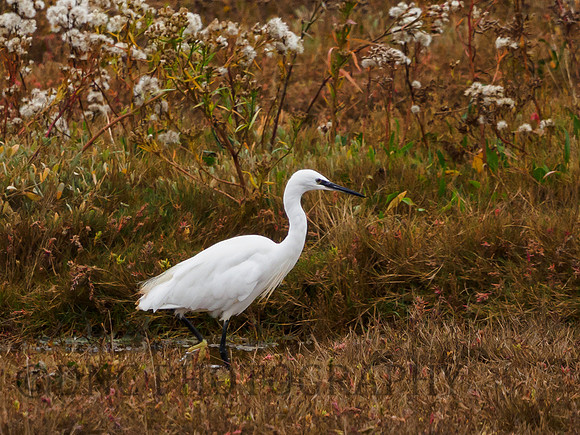 Little Egret Donna Nook 13.10.