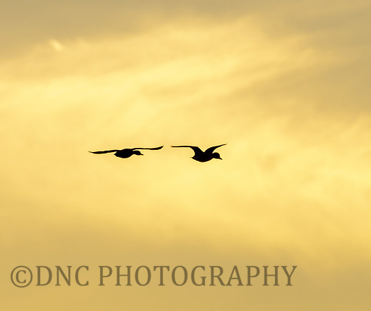 Mallards at Sunset 19th May 2020