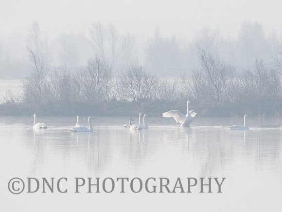 Swans in the mist Hatfield Moors