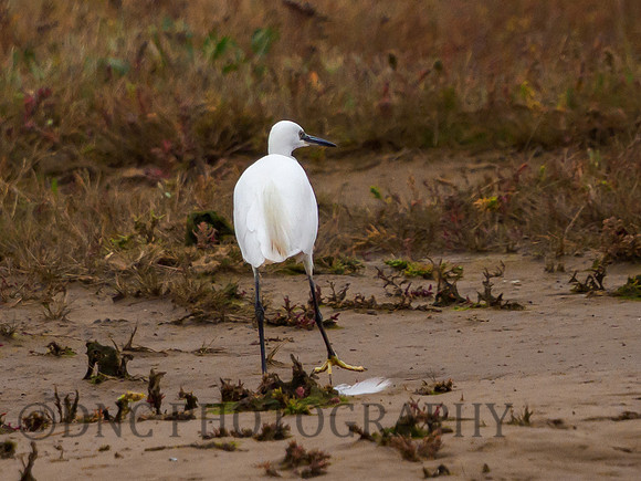 Little Egret Donna Nook 13.10.