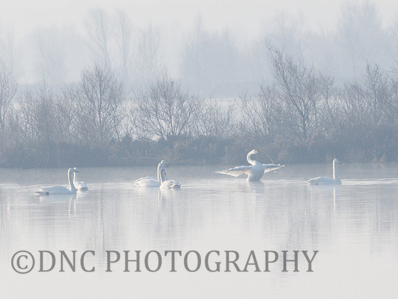 Swans in the mist Hatfield Moors 4