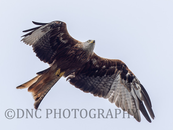 Red Kite Harewood House 3rd September 2022