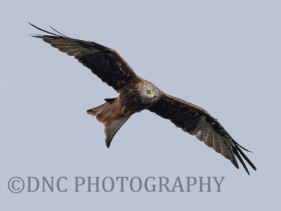 Red Kite Harewood House 3rd September 2022