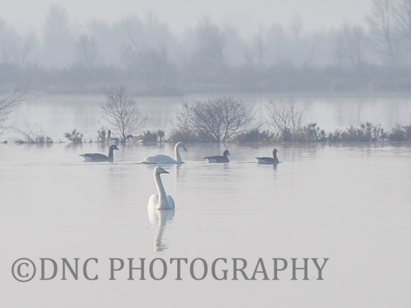 Swans in the mist Hatfield Moors 2