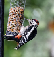 Woodpecker