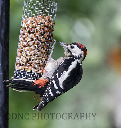 Woodpecker