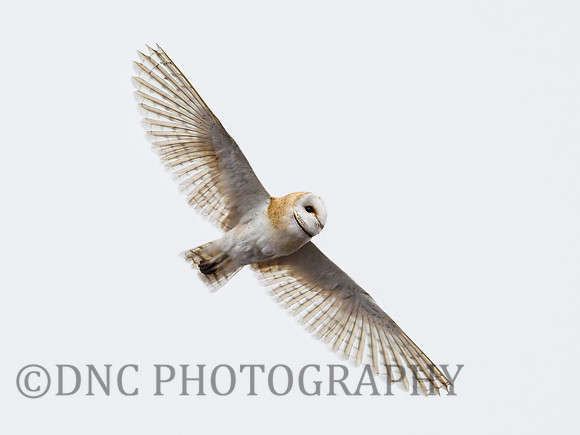 Barn Owl Hatfield Moors 22.02.2021
