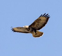 Buzzard Gate wood lane Doncaster 15/04/2020