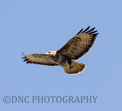 Buzzard Gate wood lane Doncaster 15/04/2020