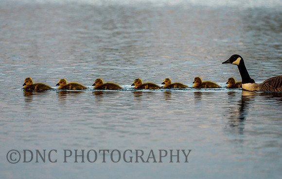 Goslings 17th May 2020