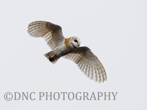 Barn Owl Hatfield Moors 22.02.2021