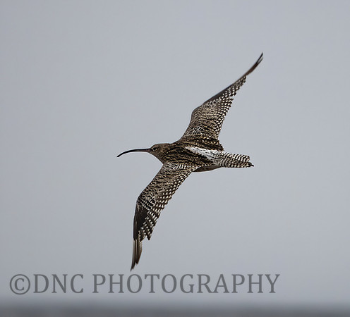 Curlew Prestwick Beach 7th Sept 2020