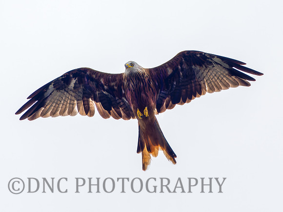 Red Kite Harewood House 3rd September 2022