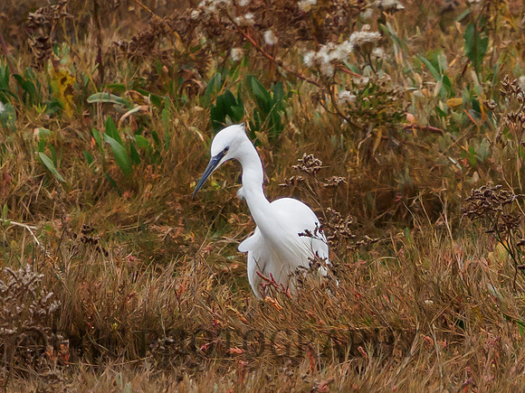 Little Egret Donna Nook 13.10.