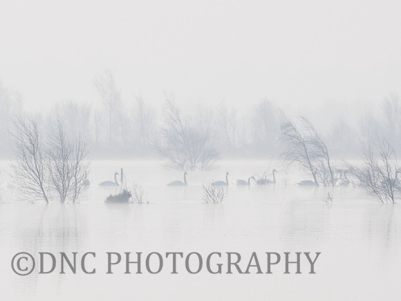 Swans in the mist Hatfield Moors 3
