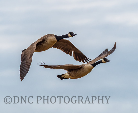 Canada Geese Gayewood Lane 16.05.2020