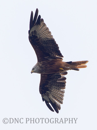 Red Kite Harewood House 3rd September 2022