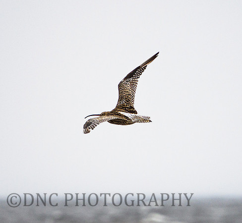 Curlew Prstwick Beach 7th Sept 2020