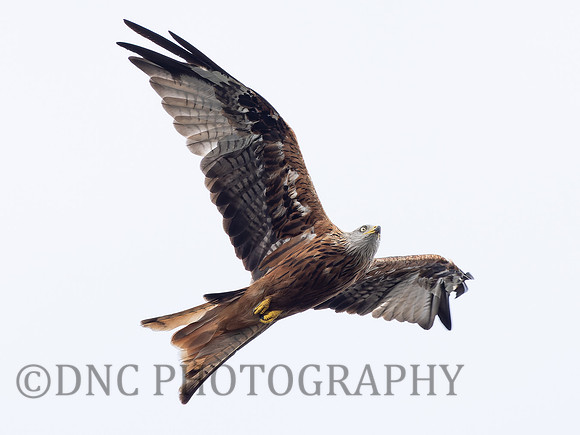 Red Kite Harewood House 3rd September 2022