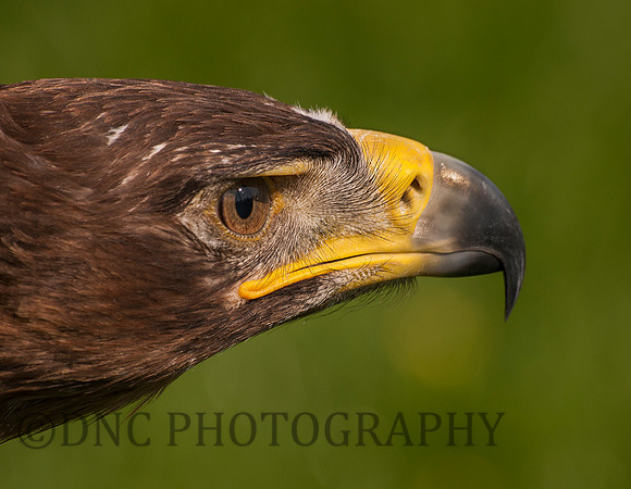 Eagle
