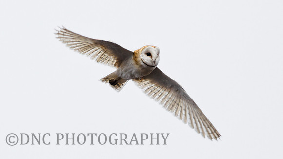 Barn Owl Hatfield Moors 22.02.2021