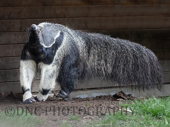 Giant Ant Eater .3