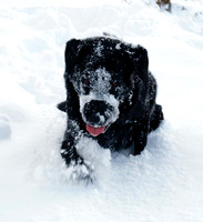 Max Ben Nevis 07.02.09
