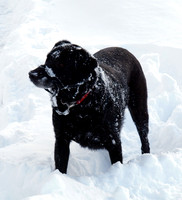 Max Ben Nevis 07.02.09
