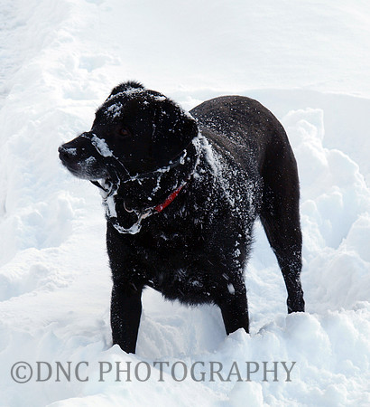 Max Ben Nevis 07.02.09