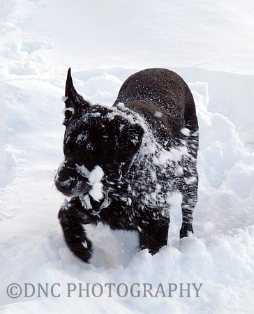 Max Ben Nevis 07.02.09