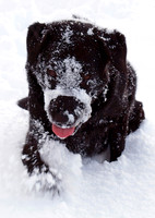 Max Ben Nevis 07.02.09