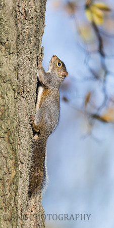 Grey Squirrel.