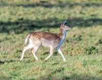 Fallow Deer