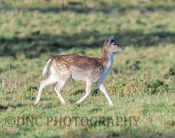 Fallow Deer