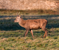 Young Red Deer Stag