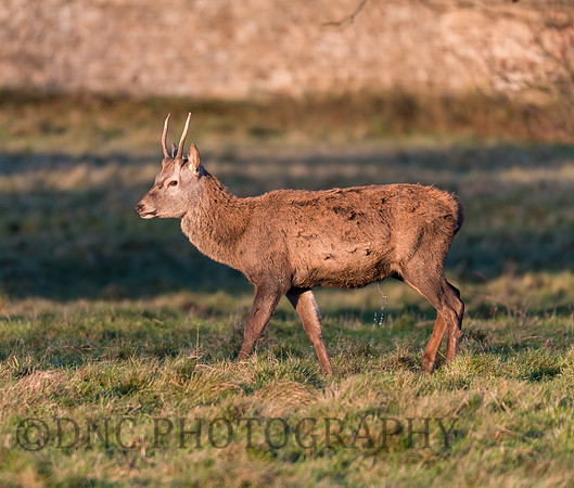 Young Red Deer Stag