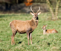 Young stag