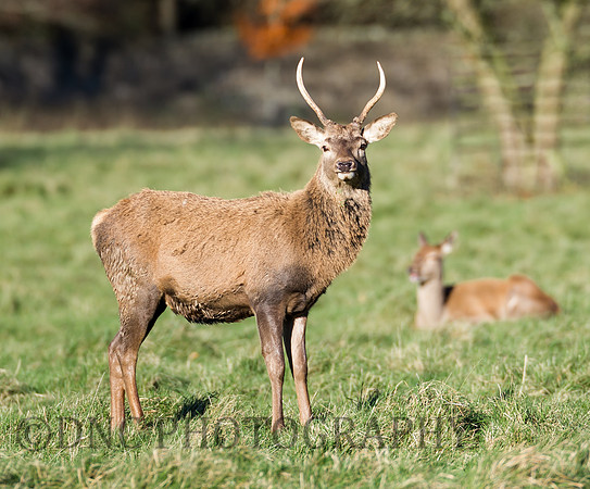 Young stag
