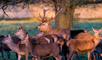 Studley Royal deer